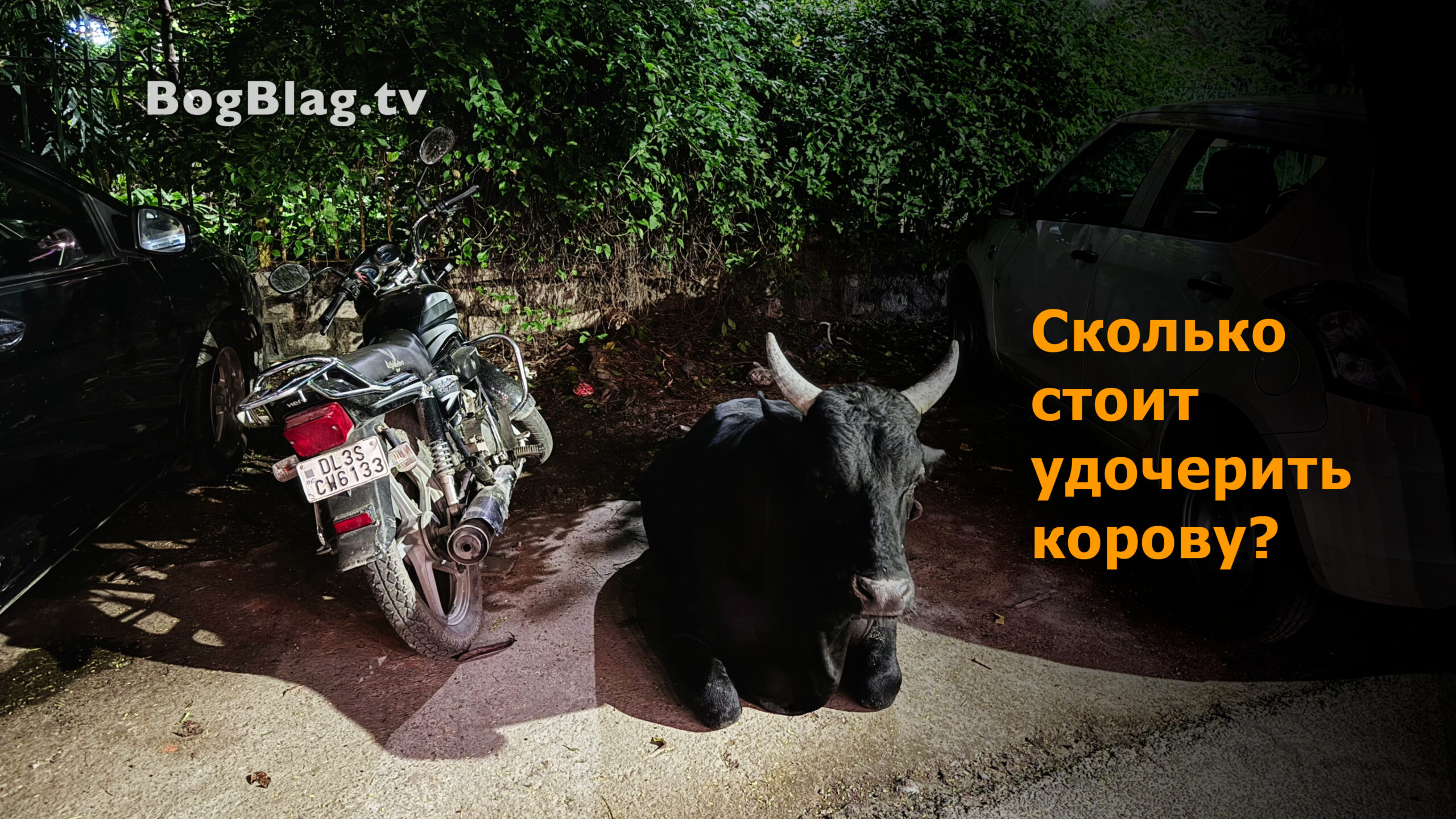 Сколько стоит удочерить корову?